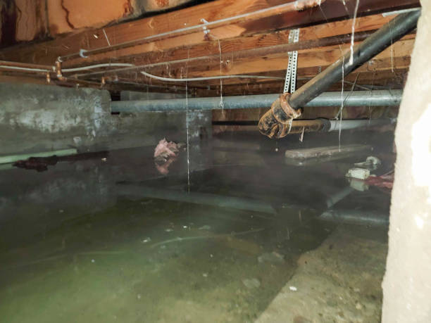 Best Local water damage restoration  in Pinehurst, NC
